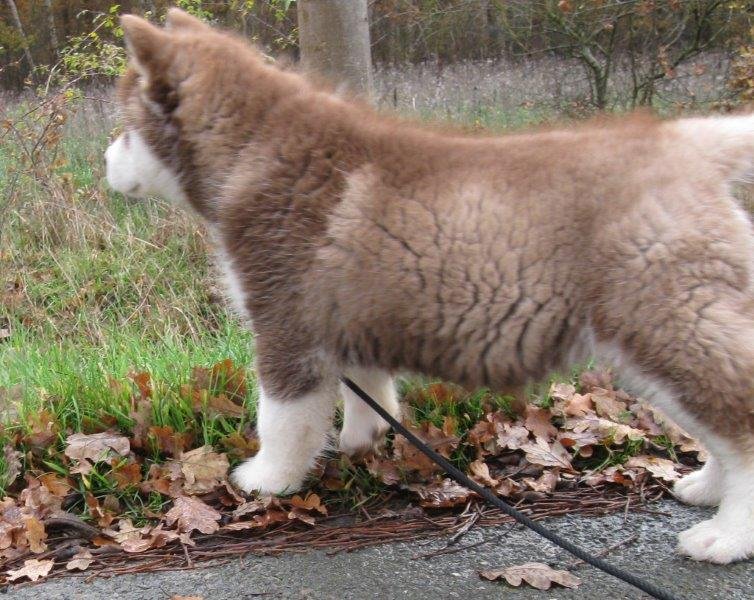 Danko 9 Wochen 2 020